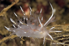 Dendronotus robilliardi