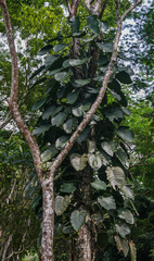 Rhaphidophora