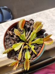 Dionaea muscipula
