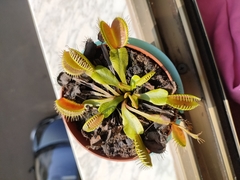 Dionaea muscipula