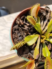 Dionaea muscipula