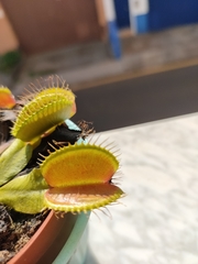 Dionaea muscipula
