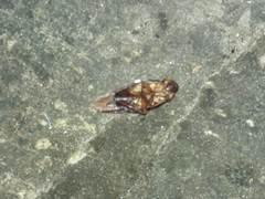 Periplaneta australasiae