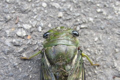 Cicadinae