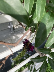 Wisteriopsis reticulata