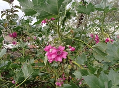 Malva assurgentiflora