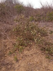 Capparicordis crotonoides