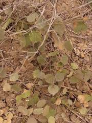 Capparicordis crotonoides