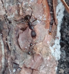 Aphaenogaster ashmeadi