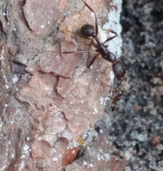 Aphaenogaster ashmeadi