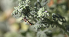 Austroscaeva occidentalis