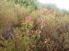 Photinia davidiana
