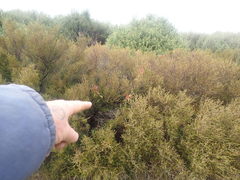 Photinia davidiana