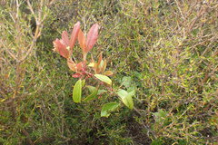 Photinia davidiana