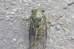 Cicadinae