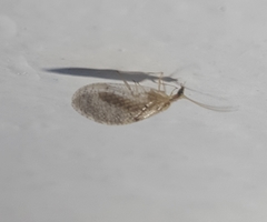 Hemerobius humulinus