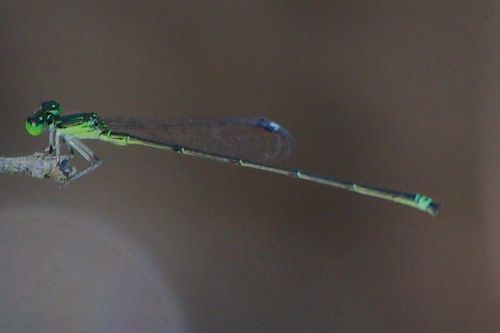 Furtive Forktail photo 2