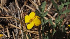Viola douglasii