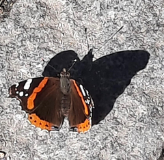 Vanessa atalanta