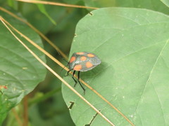 Brachystethus rubromaculatus