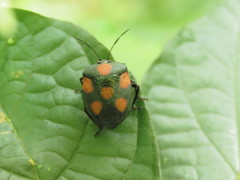 Brachystethus rubromaculatus