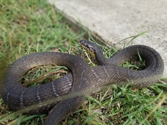 Nerodia erythrogaster