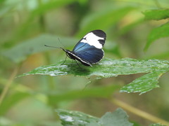 Heliconius sapho leuce