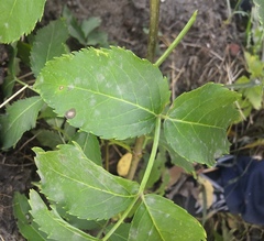 Erysiphe vanbruntiana