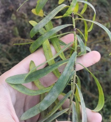 Podosphaera euphorbiae