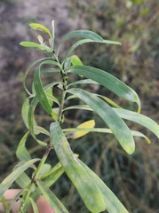 Podosphaera euphorbiae