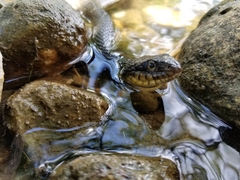 Nerodia erythrogaster