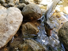 Nerodia erythrogaster
