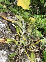 Epidendrum ciliare