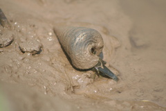 Telescopium telescopium