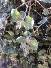 Rhus integrifolia × ovata