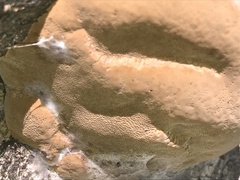 Phellinus alni