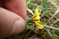 Taraxacum lacistophyllum