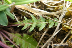 Taraxacum lacistophyllum