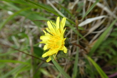 Taraxacum lacistophyllum
