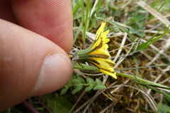Taraxacum lacistophyllum