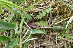 Taraxacum lacistophyllum