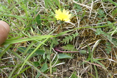 Taraxacum lacistophyllum