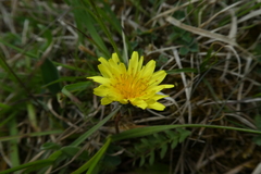 Taraxacum lacistophyllum