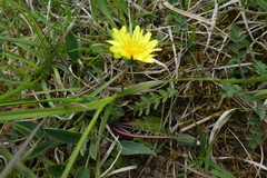 Taraxacum lacistophyllum