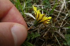 Taraxacum lacistophyllum