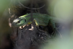Lacerta trilineata major