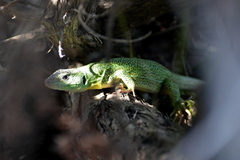 Lacerta trilineata major