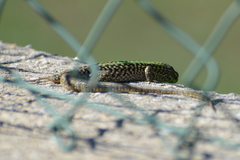 Podarcis siculus campestris