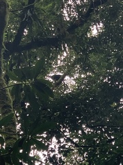 Chamaepetes unicolor