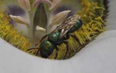 Hoplitis fulgida fulgida